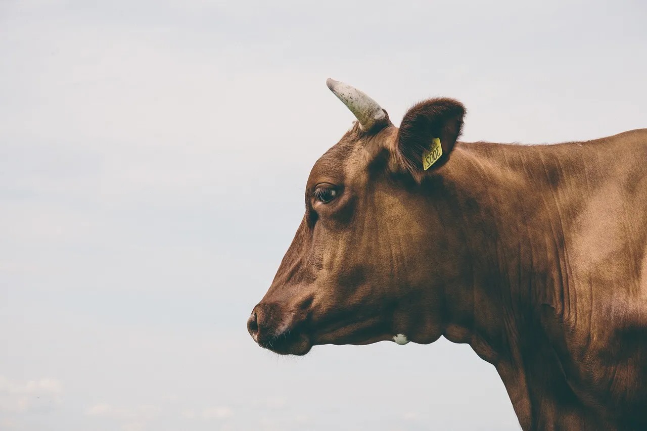 A beautiful cow with the inspiring text inspiring people to become advocates for animals.